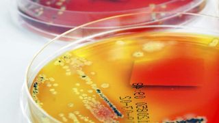 Untersuchung antibakterieller Wirkstoffe für Produkte  (Bild: iStockphoto.com/Linde Stewart)