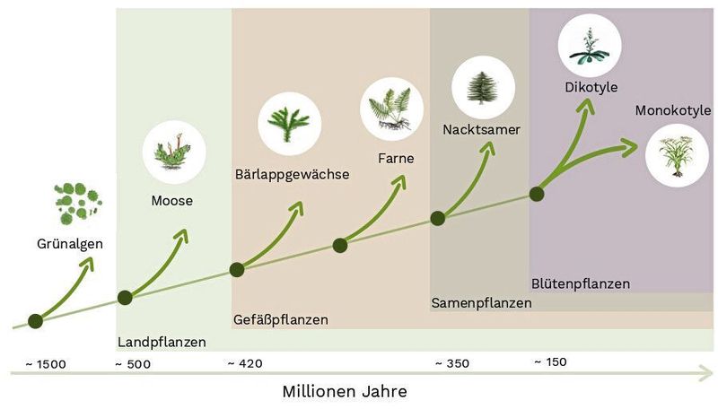 Die Evolution der Landpflanzen (vereinfacht). Vor rund 500 Millionen Jahren begannen Pflanzen vom Wasser aus den Lebensraum Land zu erobern. (IST Austria)