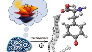  Durch Licht ausgelöste Reaktion am Tyrosin-Molekül, die zum Phänomen „Roaming“ führt – also zum Umlagern eines Atoms, in diesem Fall eines Wasserstoff-Atoms. (Bild: J. Westermayr, P. Marquetand)