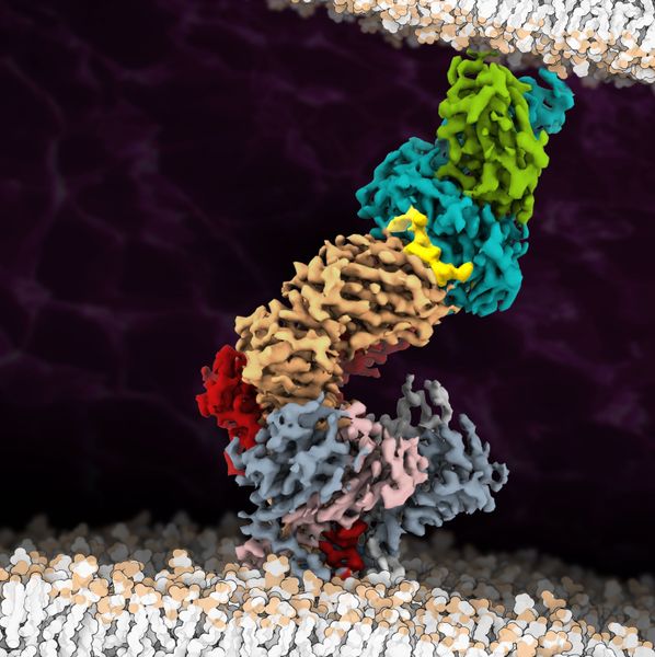 Atomgenaue Auflösung: T-Zell-Rezeptor mit Antigen  T-Zellen sind maßgeschneiderte Werkzeuge unseres Immunsystems im Kampf gegen Infektionskrankheiten und Krebszellen. Auf ihrer Oberfläche tragen diese weißen Blutkörperchen einen Rezeptor für die Erkennung von Antigenen. Mithilfe von Kryo-Elektronenmikroskopie haben Biochemiker und Strukturbiologen der Goethe-Universität Frankfurt in Kooperation mit der University of Oxford und dem Max-Planck-Institut für Biophysik erstmals den vollständigen T-Zell-Rezeptorkomplex mit gebundenem Antigen in atomarer Auflösung dargestellt. Dies legt die Basis für künftige Therapiemöglichkeiten schwerer Krankheiten.  Hier gehts zur Originalmeldung Wissenschaftsbild des Tages vom 25.8.2022  (Robert Tampé, Goethe-Universität)