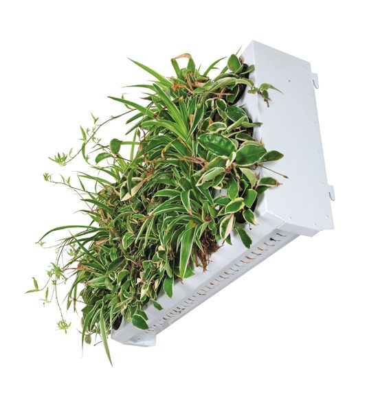 Vollständig bepflanzt realisieren die Kassetten eine nahtlose Begrünung. Über Drainageschlitze unterhalb der Korpusse können Gieß- und Niederschlagswasser in die darunterliegenden Module sickern. (Bild: Richard Brink GmbH & Co. KG)