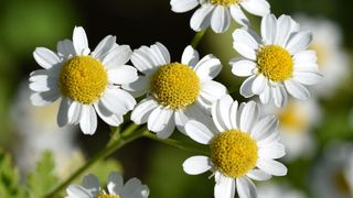 Die alte Heilpflanze „Mutterkraut“ ist auch in Mitteleuropa heimisch und wurde traditionell als Migränemittel eingesetzt. (© Berty - Fotolia)