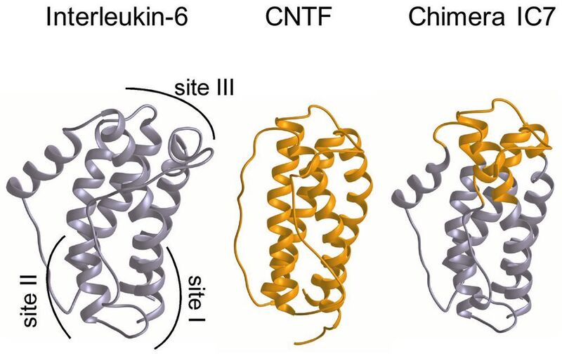 Das künstliche Molekül IC7 (und auch das darauf aufbauende IC7Fc) besteht zum großen Teil aus Bausteinen von Interleukin-6 (IL-6, grau) und an einem Abschnitt (gold) aus einem Baustein aus CNTF. ((c) Rose-John, Uni Kiel)