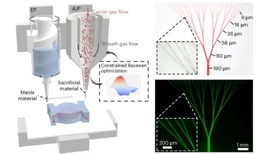 Die gewebereplizierende Matrix wird im Extrusionsverfahren gedruckt (links), während das gelatinebasierte Opfermaterial mittels Aerosol-Jet-Druck aufgetragen wird (rechts). Nach Abschluss des Druckvorgangs wird das System in heißes Wasser getaucht: Das gelatinebasierte Material verflüssigt sich und wird anschließend entfernt, sodass präzise Kanäle in der Matrix zurückbleiben (ganz rechts). (Bild:  Yuxuan Liao et al.)