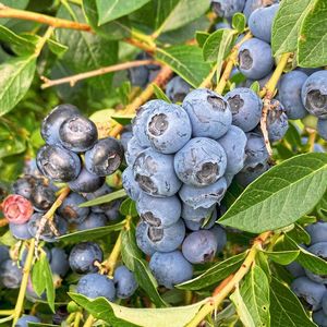 Die Anbaufläche für Kulturheidelbeeren in Deutschland hat sich in den vergangenen zehn Jahren mehr als verdoppelt. (Bild:  D. Jakobs-Schönwandt)