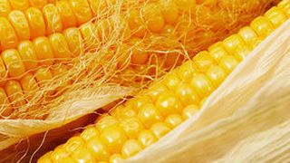 Ein neuer Real-time-PCR-basierter Test ermöglicht die Quantifizierung aller gentechnisch veränderter Maissorten mit 35S Promotor. (Bildquelle: agrar-rohstoffe.com) (Archiv: Vogel Business Media)