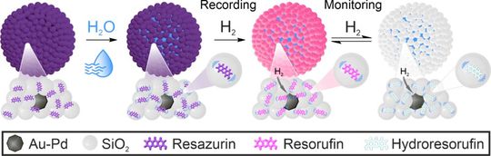 So geht`s: Das Suprapartikel ist porös und besteht Nanopartikeln aus Silica und Gold-Palladium sowie dem Indikatorfarbstoff Resazurin. Es ist in der Lage aus feuchter Luft Wasser zu absorbieren. Damit wird ein 3-Phasen-System erzeugt, in dem sich die Farbstoffmoleküle frei bewegen können. Stößt Wasserstoff darauf, kommt es zu einem irreversiblen Farbumschlag in Echtzeit.(Bild:  FAU / K. Mandel)