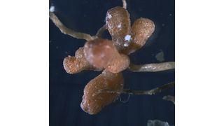 Knöllchenbakterien an Pflanzenwurzeln (Bild: Max-Planck-Institut für Biogeochemie)