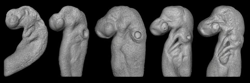 3D-Rekonstruktionen des sich entwickelnden Kleingefleckten Katzenhais.(Bild:  © Elio Escamilla)