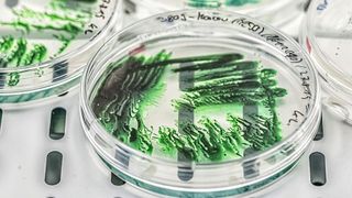 Cyanobakterien nutzen die Photosynthese, um Lichtenergie in chemische Energie umzuwandeln – und gewinnen zunehmend an Bedeutung für eine CO2-neutrale Biotechnologie. (Bild: André Künzelmann / UFZ)