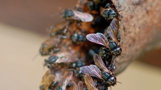 Wächterinnen am Stockeingang der Bienenart Scaptotrigona depilis (Christoph Grüter, JGU)