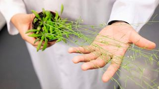 Arabidopsis thaliana: die unscheinbare Ackerschmalwand zeigt ungeahnte Abwehrkräfte gegen Ansammlungen schädlicher Proteine. (Bild: Jana Bauch / Universität zu Köln)