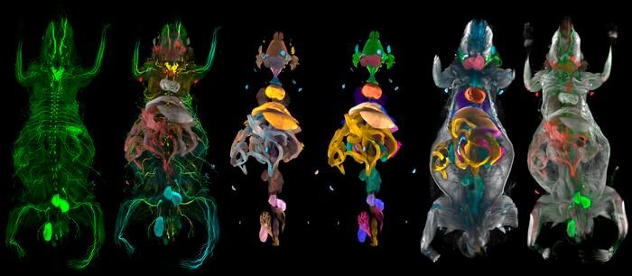 Whole-body 3D reconstruction (Source:  Ali Ertürk Lab/ Helmholtz Munich)