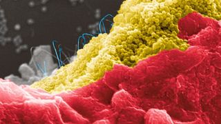 Bakterienzellen (rot) auf einem programmierbaren Kompositmaterial aus Silica-Nanopartikeln (gelb) und Kohlenstoff-Nanoröhren (blau) (Niemeyer-Lab, KIT)
