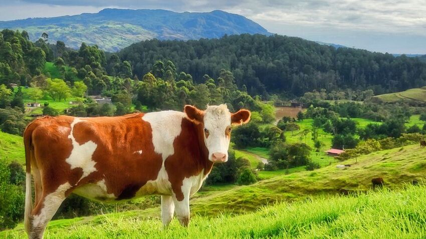 Können Kühe das Klima retten? Zumindest laufen Forschungen, im Magen der Kühe CO&lt;sub&gt;2&lt;/sub&gt; mithilfe von Bakterien umzusetzen. (Symbolbild) (Bild: frei lizenziert, Gabriel Porras)