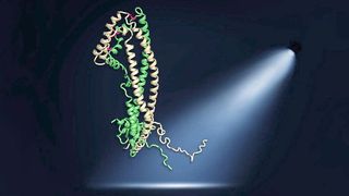 Das Clusterinprotein ist als so genanntes Bändermodell dargestellt. Die flexiblen Peptidketten haben eine wichtige Schutzfunktion, die in dieser Veröffentlichung erstmals gezeigt werden konnte.  (Bild: Andreas Bracher, MPI für Biochemie)