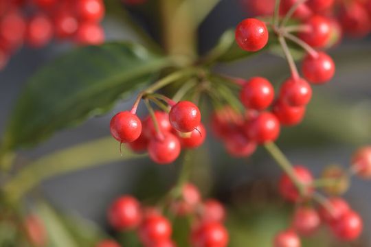 The coralberry currently once again adorns many living roomsFor pharmacists, however, it is interesting for a different reason: It contains an act as a beacon of hope against asthma and certain types of cancer. The coralberry currently once again adorns many living roomsFor pharmacists, however, it is interesting for a different reason: It contains an act as a beacon of hope against asthma and certain types of cancer.