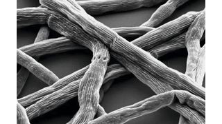 Das Kabelbakterium Candidatus Electronema, hier 10.000fach vergrößert, war 2024 „Mikrobe des Jahres“. Nun steht es im Fokus eines Forschungsprojekts der Mülheimer Max-Planck-Institute.  (Bild: Pia B. Jensen, Aarhus  / CC BY / kofo.mpg.de)