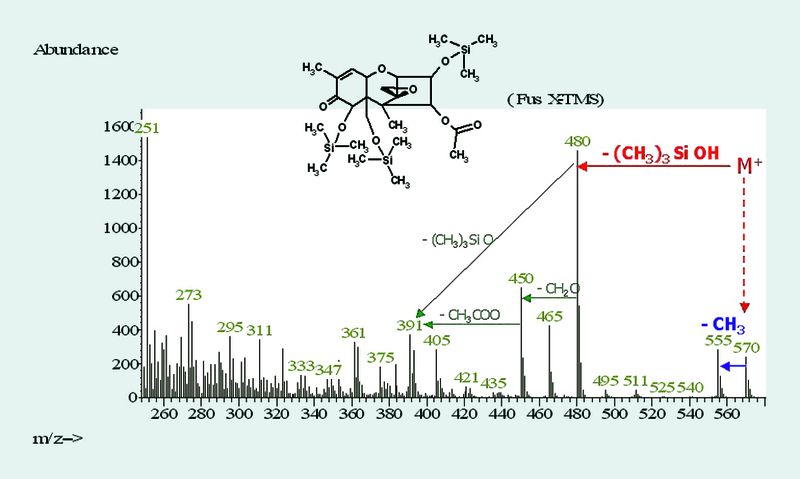Abb. 3 Interpretation des EI-Massenspektrums von silyliertem Fusarenon X. SIM-Ionenauswahl: 570 - 555 – 480 (Agilent 6890 / 5973 MSD). (Archiv: Vogel Business Media)