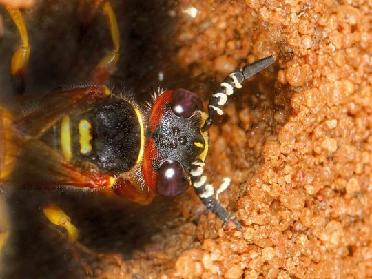 Wechselseitiger Schutz: In der weißen Substanz, die Bienenwolf-Weibchen der Gattung Philanthus über ihre Antennen in die Bruthöhle abgeben, befinden sich symbiotische Bakterien, die Antibiotika produzieren. Wechselseitiger Schutz: In der weißen Substanz, die Bienenwolf-Weibchen der Gattung Philanthus über ihre Antennen in die Bruthöhle abgeben, befinden sich symbiotische Bakterien, die Antibiotika produzieren.