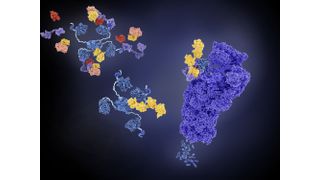 Forschende haben eine neue Form des Proteins Ubiquitin identifiziert, die für das Proteingleichgewicht und gesundes Altern verantwortlich ist. (Symbolbild) (Bild: © Juan Gärtner - stock.adobe.com)