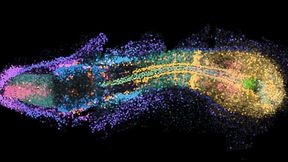Gene im 3D-Raum: Zwanzig Gene, die auf ihre genauen dreidimensionalen Positionen innerhalb eines sich entwickelnden Embryos kartiert wurden, wobei jede Farbe das Expressionsmuster eines einzelnen Gens darstellt. (Bild: Yinan Wan, Biozentrum, Universität Basel)
