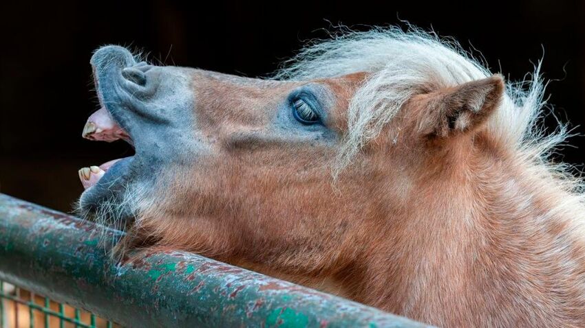 Es ist leichter zu erklären, warum Pferde rechnen können, als die Funktionsweise künstlicher Intelligenz zu begreifen. Wie wird KI aber „erklärbar“? (Bild: frei lizenziert Josef Stücker - Pixabay)