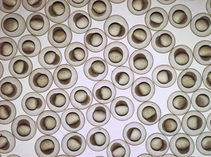 Hellfeldmikroskopische Aufnahme von Zebrabärblingembryonen. Das Bild entstand rund vier Stunden nach der Befruchtung. (Prof. Gilbert Weidinger)