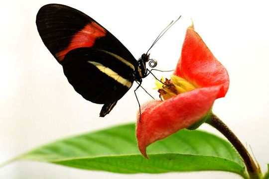 A Heliconius melpomene with a partly digested load of pollen grains on its proboscis; Heliconius are the only butterflies known to collect and digest pollen, which is linked to their elongated life span. (Source:  Louise Bestea)