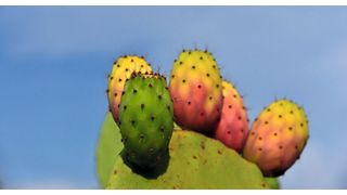 Aus den Samen von manchen Kakteen lässt sich wertvolles Kaktussamenöl gewinnen (Symbolbild). (Bild: gemeinfrei, ulleo)