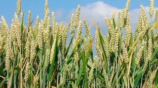 Weizenfeld mit unbegranntem Weizen (Triticum aestivum) (Bild/Quelle: de.wikipedia.org)