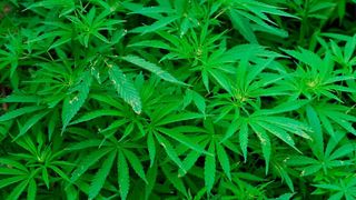 Das Bundesinstitut für Arzneimittel und Medizinprodukte (BfArM) hat die Einfuhr von Cannabis aus Kolumbien und Uruguay gestattet. (gemeinfrei)