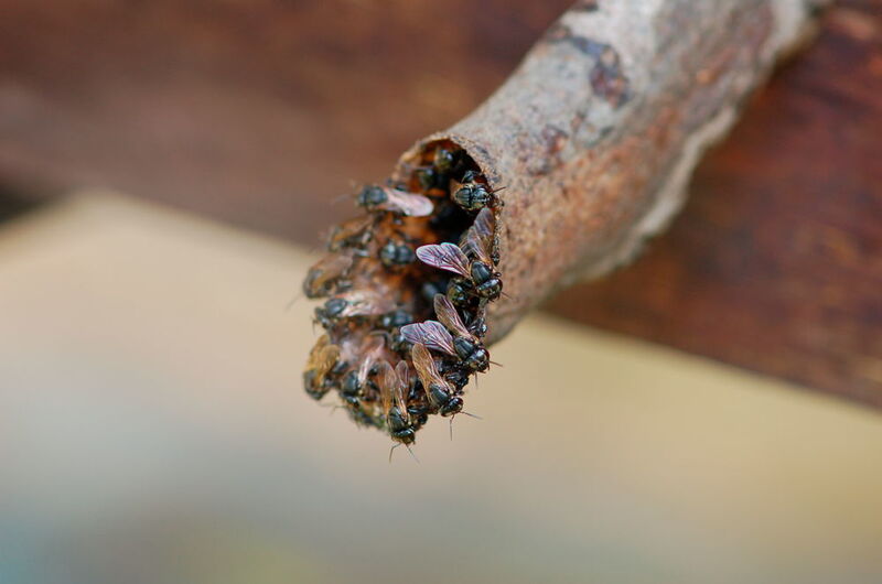 Wächterinnen am Stockeingang der Bienenart Scaptotrigona depilis (Christoph Grüter, JGU)