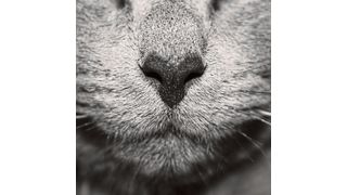 Ob bei Katze oder Mensch: die Art der elektrischen Impulse, die bei der Wahrnehmung von Gerüchen im Gehirn entstehen, sind nahezu identisch. Forscher der Intel Labs und der kalifornischen Cornell University haben sich dieses Prinzip zunutze gemacht, um einen Algorithmus auf einem neuromorphen Chip zur Erkennung von Gerüchen zu trainieren. (Bild: gemeinfrei)