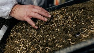 Die Larven nehmen so schnell an Gewicht zu, dass innerhalb von nur zwölf Tagen aus 25 Kilo Eiern 100 Tonnen Larven werden. (Bild: Kuka)