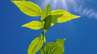 Brechnussbaum Strychnos nux-vomica (Bild: Danny Kessler/MPI für chemische Ökologie)