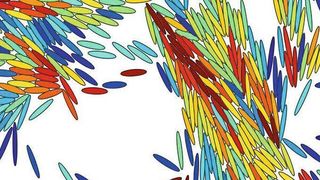 Bakterien (dargestellt als Ellipsen) organisieren sich als Schwärme, wenn sie sich über Oberflächen bewegen. Jedes Bakterium ist entsprechend seiner Geschwindigkeit eingefärbt, wobei schnelle Bakterien rot dargestellt sind und langsame Bakterien blau. (Hannah Jeckel)