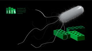 Schmieden mit Bakterien: ISTA-Wissenschaftler schmieden mit der von schwimmenden Bakterien erzeugten Energie weiche Materialien aus Lego-ähnlichen Bausteinen.  (Bild: ISTA)