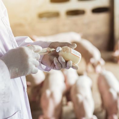 Mehr als 4.800 Meldungen unerwünschter Ereignisse beim Einsatz von Tierarzneimitteln werden im Pharmakovigilanzreport 2025 aufgeführt. (Bild: Indy  Studio - stock.adobe.com)