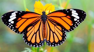 Schön und sparsam! Der Monarchfalter legt beachtliche Strecken mit relativ wenig Energie zurück. Forscher haben erkannt, dass das an den Flügeln liegt. Diese haben sie jetzt nachgebaut, was der Zukunft der Robotik neue Impulse geben werde. (Bild: Nature Look)