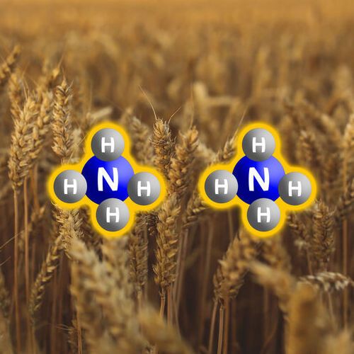 Boron can be used to convert nitrogen to ammonium. Boron can be used to convert nitrogen to ammonium.