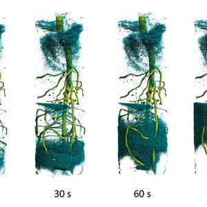 Die zeitaufgelöste 3D-Neutronentomographie zeigt den Aufstieg von deuteriertem Wasser im Wurzelsystem einer Lupinenpflanze.