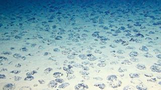 Manganknollen auf dem Meeresboden in der Clarion-Clipperton-Zone (ROV KIEL 6000, GEOMAR (CC BY 4.0) )