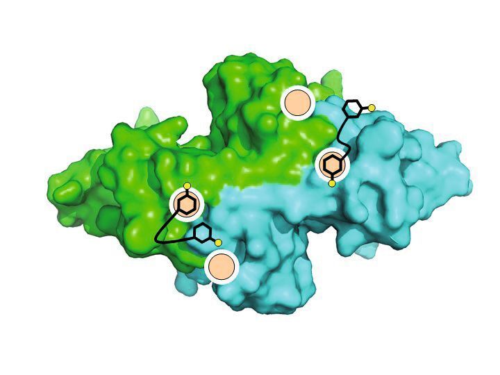 Abb. 5: (c) Monovalenter Bindungsmodus des divalenten Liganden 2S mit einem kürzeren Linker. Die beiden Untereinheiten des WGA-Dimers sind blau bzw. grün eingefärbt. Die Nitroxidspinmarker sind als gelbe Kreise dargestellt.  (Bild: Uni Konstanz)