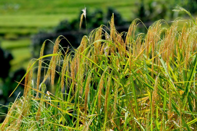 Rice paddy in Bali  (A. Rival, Cirad)