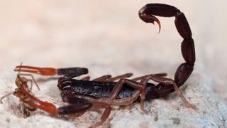 Skorpione können ihre Beute schnell und präzise mit einem Stich durch den Stachel töten. (ThKatz - stock.adobe.com)