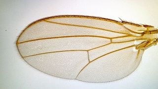 Flügel der Fruchtfliege Drosophila melanogaster (M. Affolter, Biozentrum, Universität Basel)