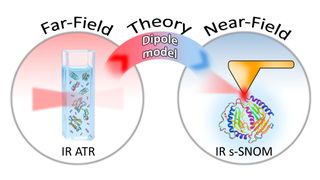 Per colmare il divario tra la tradizionale spettroscopia infrarossa in campo lontano e quella in campo vicino su scala nanometrica, il team ha combinato i dati sperimentali con il modello teorico a dipoli finiti, che descrive ciò che accade su scala nanometrica. (Immagine:HZB)