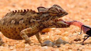 Wie einen Saugnapf stülpt ein Chamäleon seine Zungenspitze über die Beute. Eine Eigenschaft, die sich die Automation zunutze macht. (gemeinfrei)