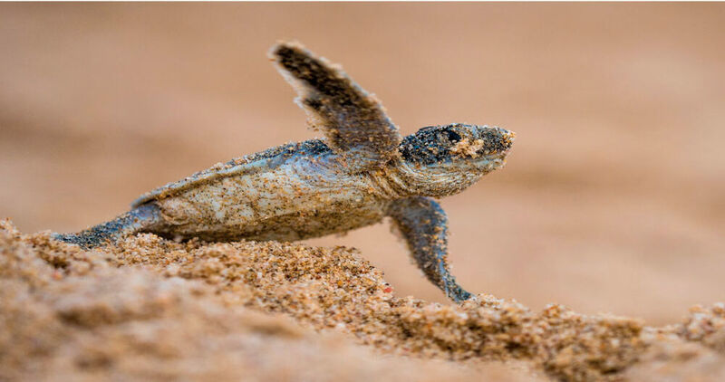 Making a dash for it: a turtle hatchling emerges from the sand along the Red Sea coast. (Morgan Bennett Smith)